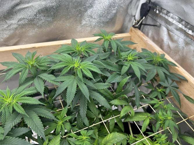 BF - RS11 x Banana OG. Week 18