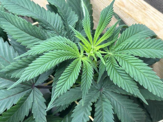 BF - RS11 x Banana OG. Week 18