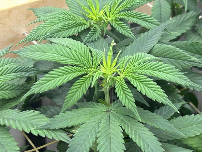 BF - RS11 x Banana OG. Week 18