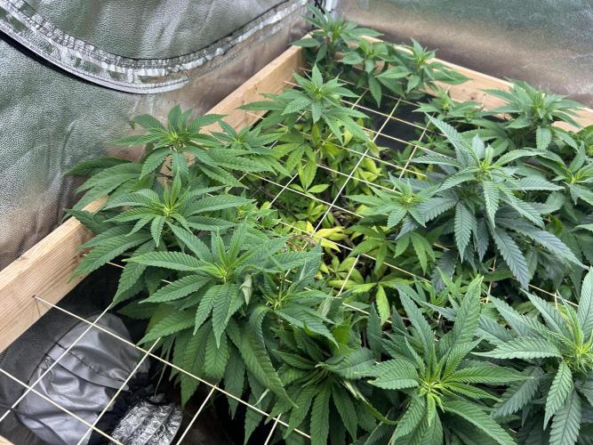 OSS - Blackwater. Week 21