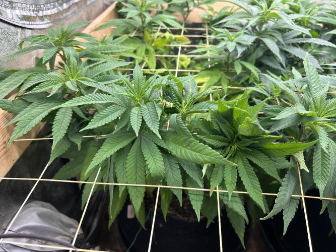 OSS - Blackwater. Week 21