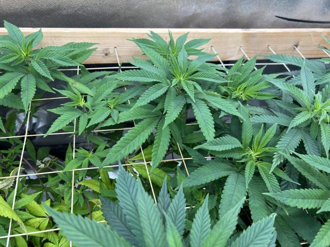 OSS - Blackwater. Week 21