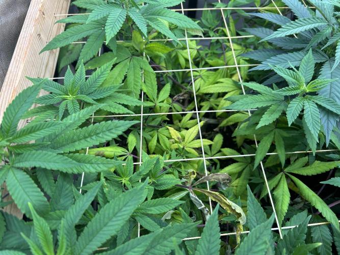 OSS - Blackwater. Week 21