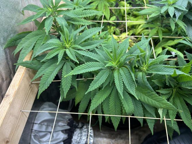 OSS - Blackwater. Week 21