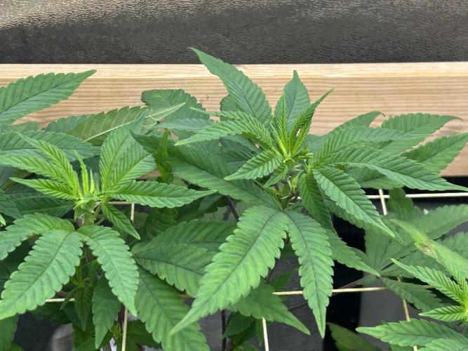 OSS - Blackwater. Week 21