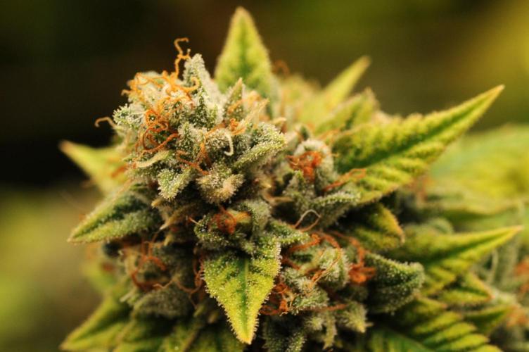 OSS - Do-Si-Dos OG. Week 24