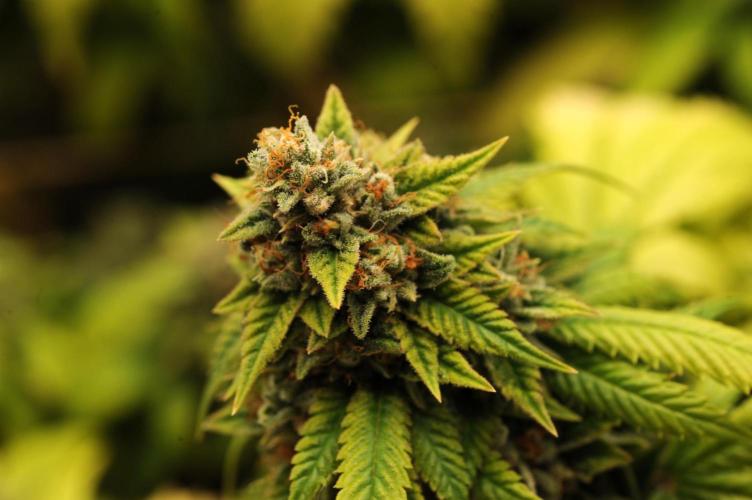 OSS - Do-Si-Dos OG. Week 24