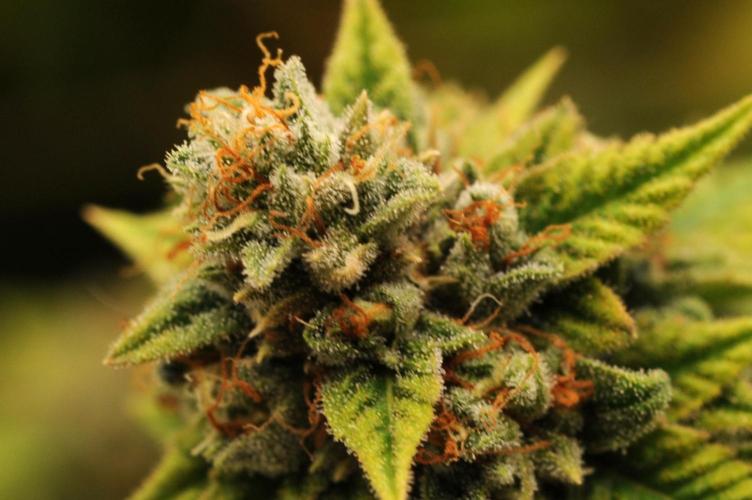OSS - Do-Si-Dos OG. Week 24