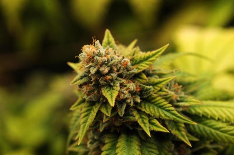 OSS - Do-Si-Dos OG. Week 24