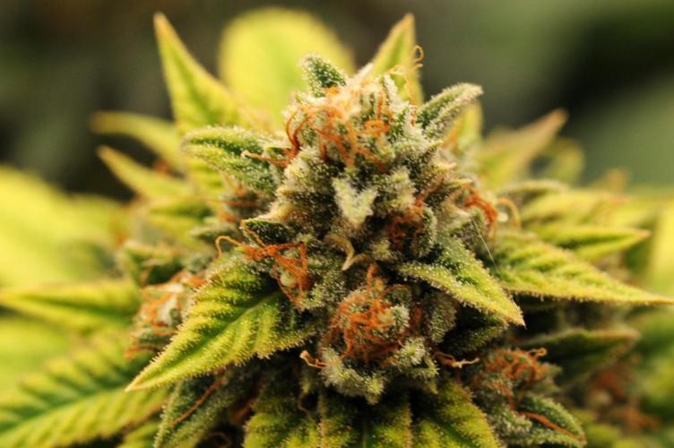 OSS - Do-Si-Dos OG. Week 24