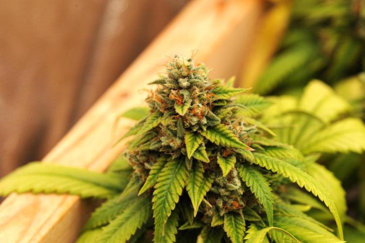 OSS - Do-Si-Dos OG. Week 24