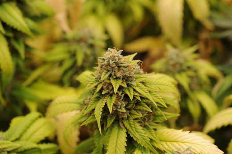 OSS - Do-Si-Dos OG. Week 24