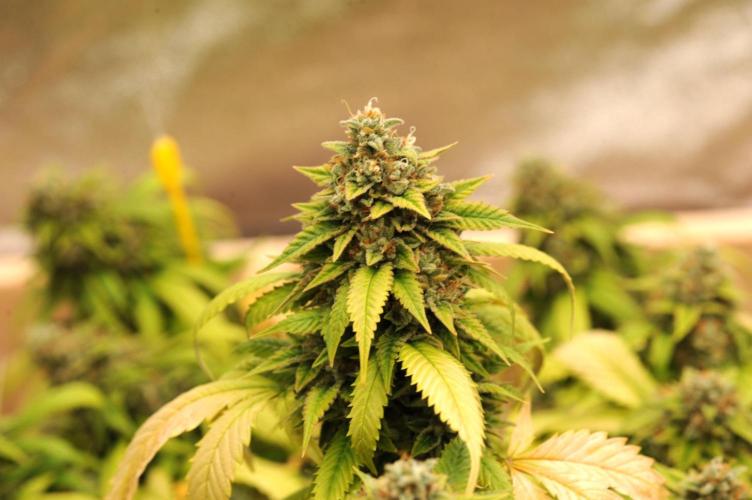 OSS - Do-Si-Dos OG. Week 24