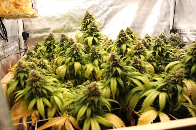 OSS - Do-Si-Dos OG. Week 24