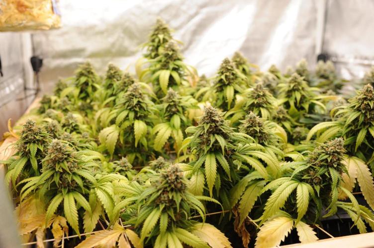 OSS - Do-Si-Dos OG. Week 24