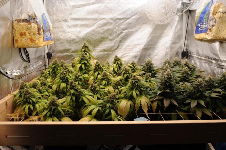 OSS - Do-Si-Dos OG. Week 24