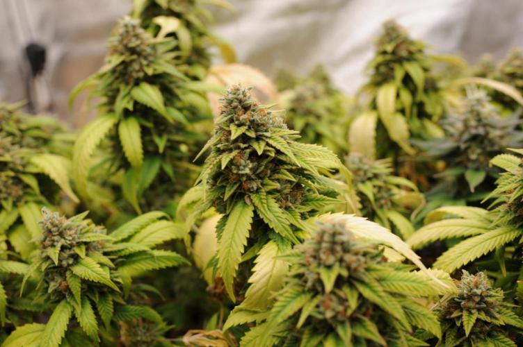 OSS - Do-Si-Dos OG. Week 24