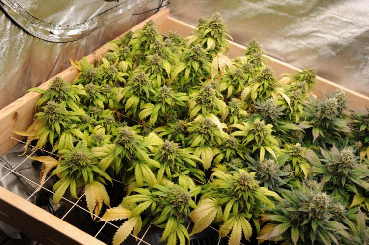 OSS - Do-Si-Dos OG. Week 24