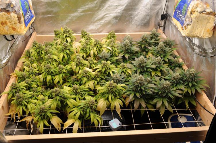 Do-Si-Dos OG. Week 24