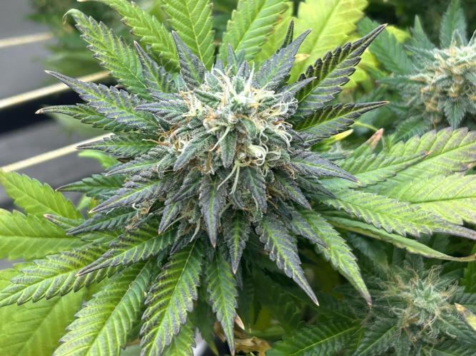 OSS - Sherbet Moonrocks. Week 26