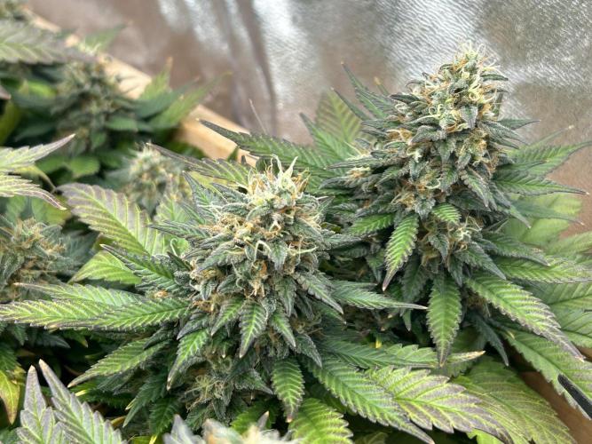 OSS - Sherbet Moonrocks. Week 26