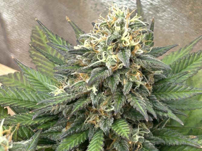 OSS - Sherbet Moonrocks. Week 26