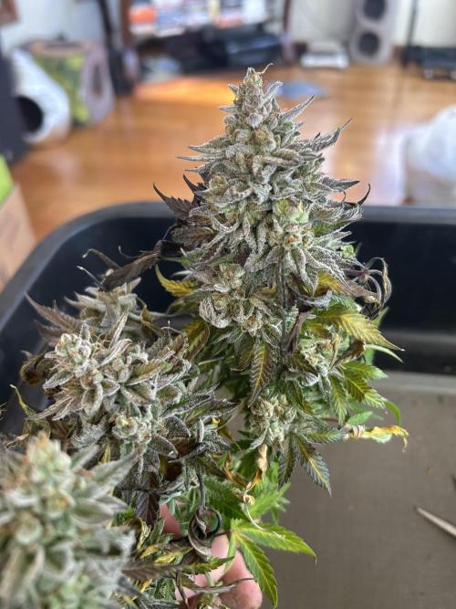 Kannabia - Pink Gelato. Week 27