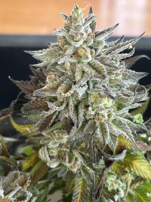 Kannabia - Pink Gelato. Week 27