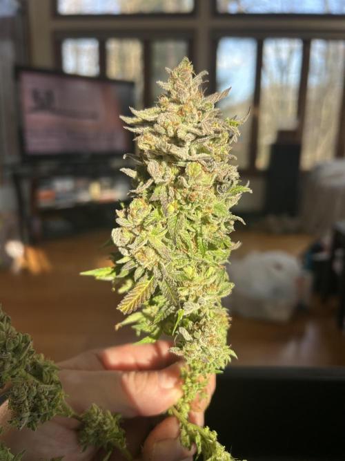 Kannabia - Pink Gelato. Week 27
