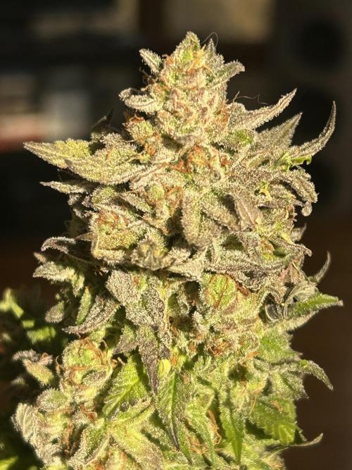 Kannabia - Pink Gelato. Week 27