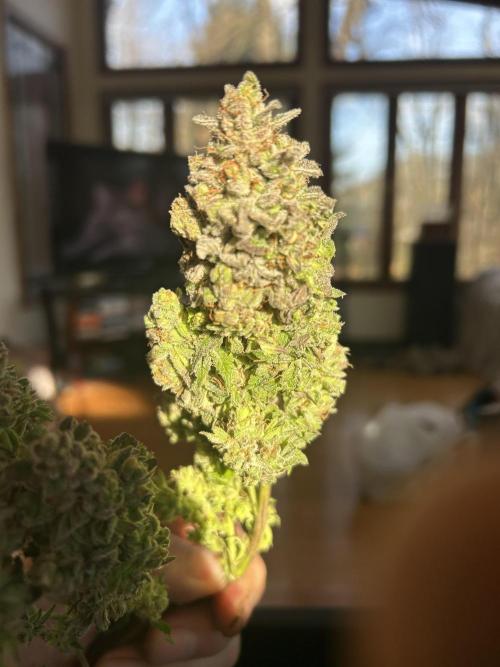 Kannabia - Pink Gelato. Week 27