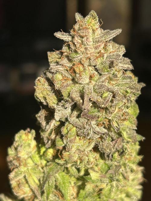 Kannabia - Pink Gelato. Week 27