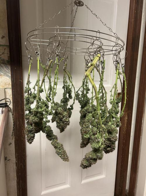 Kannabia - Pink Gelato. Week 27