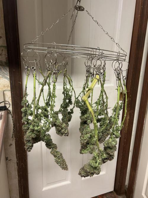 Kannabia - Pink Gelato. Week 27
