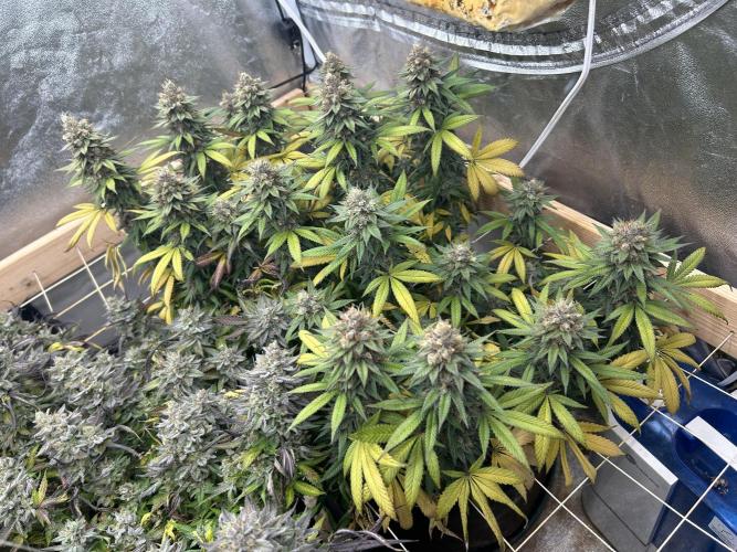 Kannabia - Apple Fritter. Week 27