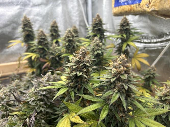 Kannabia - Apple Fritter. Week 27