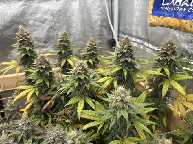 Kannabia - Apple Fritter. Week 27