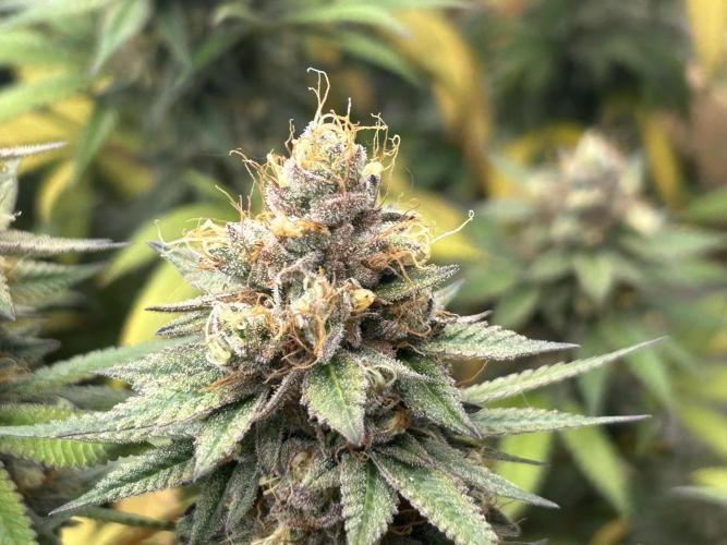 Kannabia - Apple Fritter. Week 27