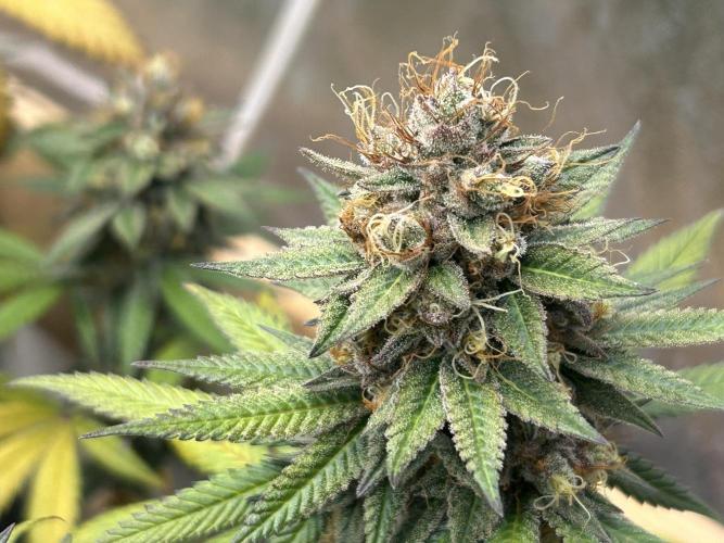 Kannabia - Apple Fritter. Week 27