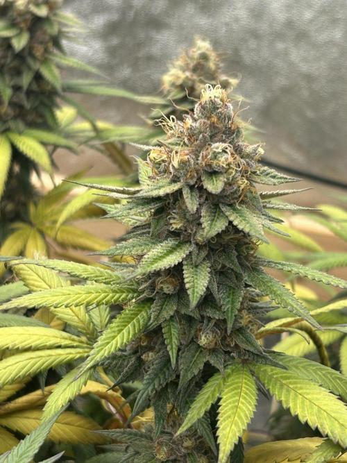 Kannabia - Apple Fritter. Week 27