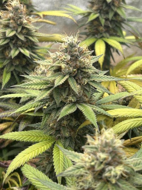 Kannabia - Apple Fritter. Week 27