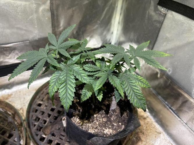 WSE - Sour Diesel. Week 8 - 3/21/26