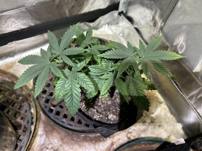 WSE - Sour Diesel. Week 8
