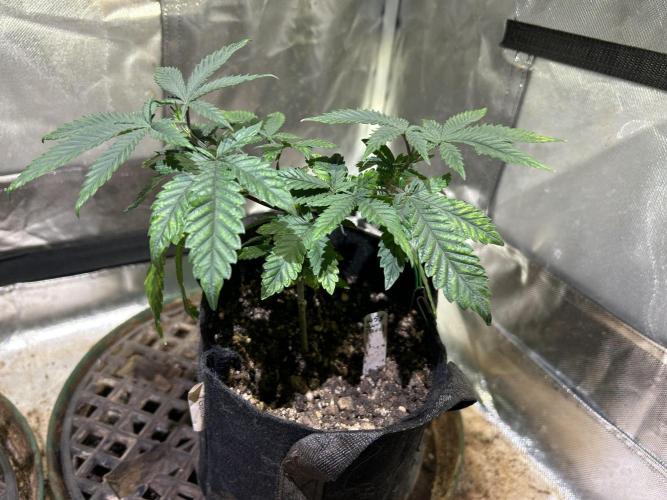 WSE - Sour Diesel. Week 8