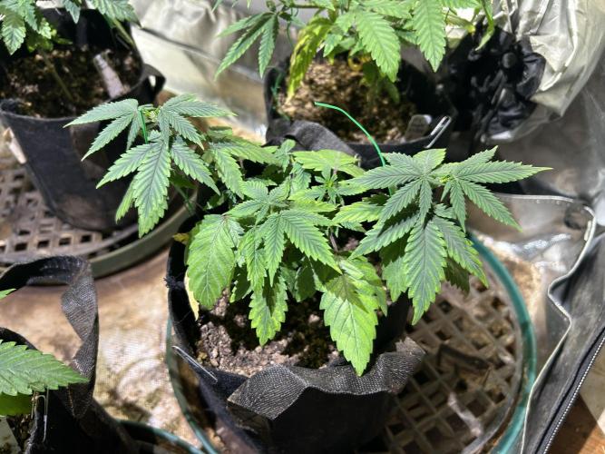 WSE - NYC Diesel. Week 8 - 3/21/26