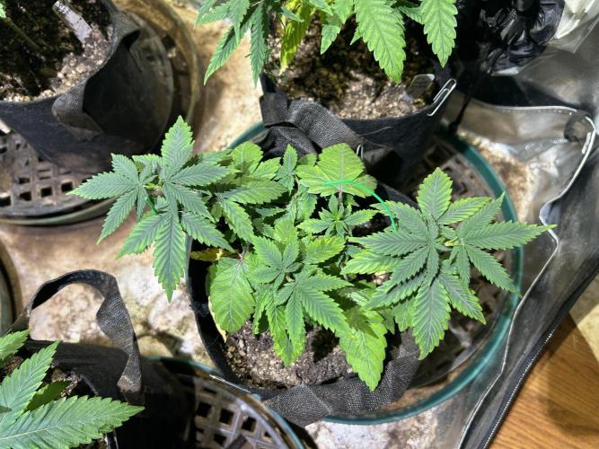 WSE - NYC Diesel. Week 8