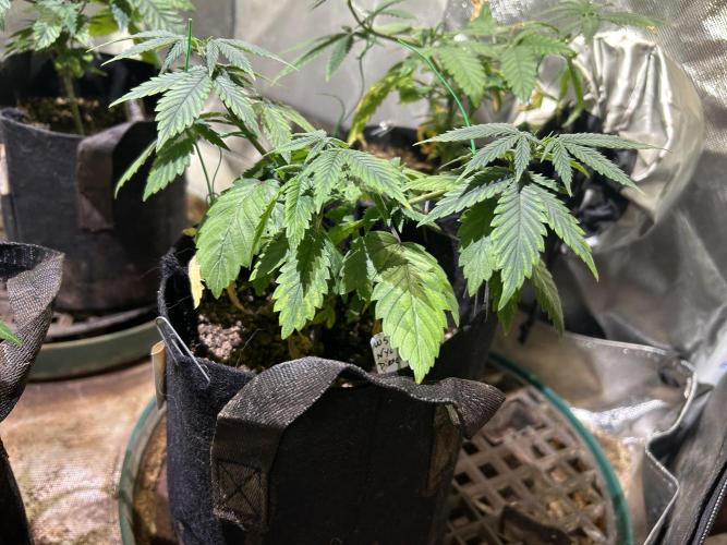 WSE - NYC Diesel. Week 8