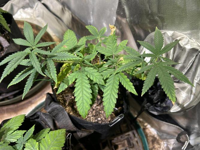 HS - Purple Kush. Week 8 - 3/21/26