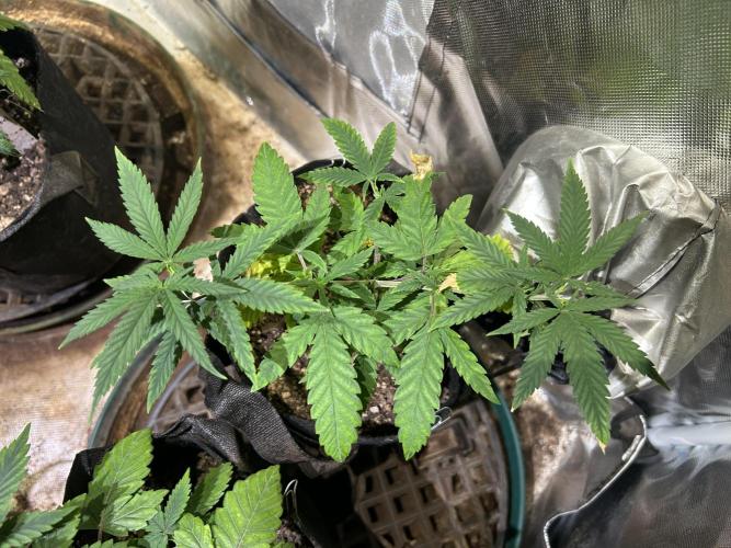 HS - Purple Kush. Week 8