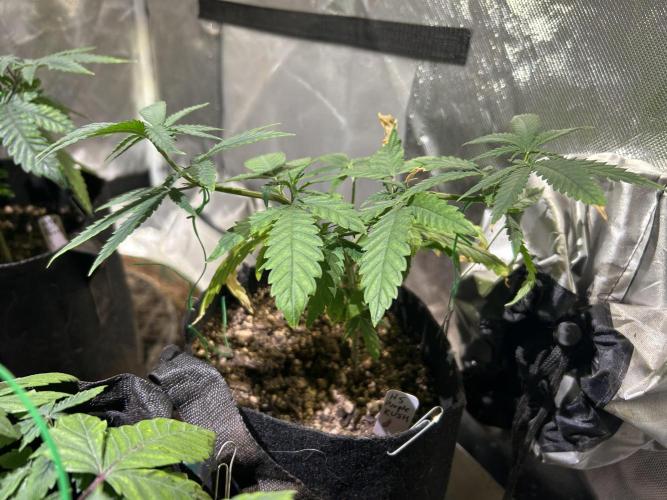 HS - Purple Kush. Week 8
